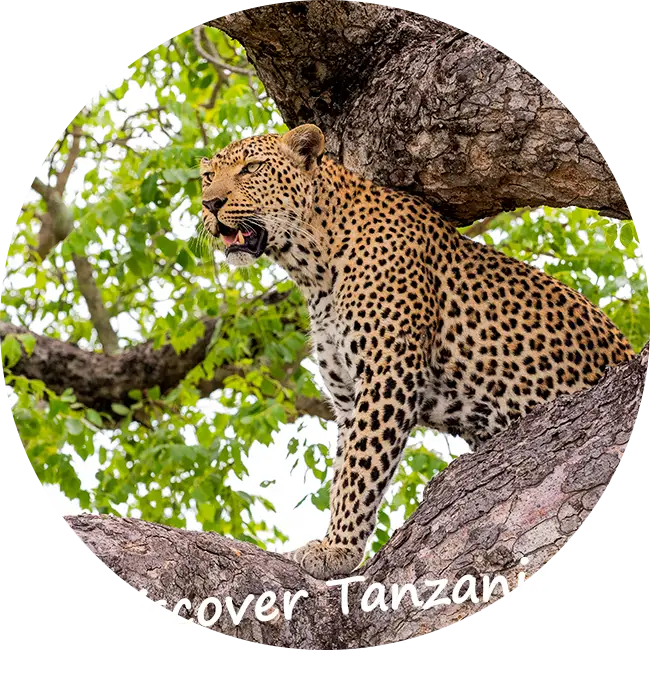 Private-geführte-Safaris-in-Tansania-Über-Discover-Tanzania